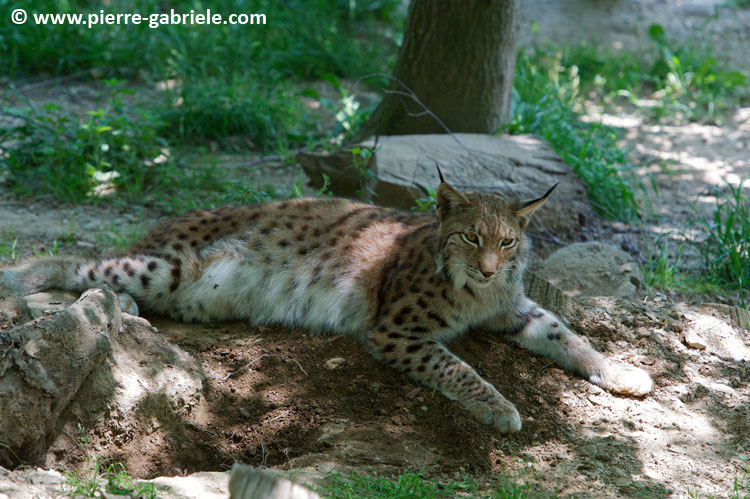 lynx_7731.jpg