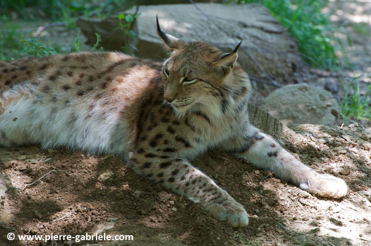 lynx_7732.jpg