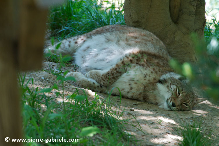 lynx_7733.jpg