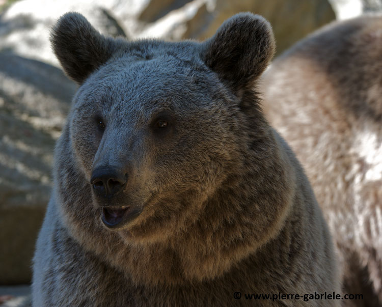ours_3963.jpg