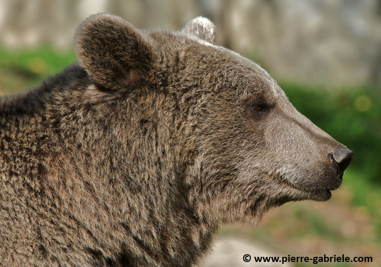 ours_3968.jpg