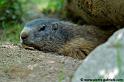 marmotte_7666