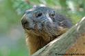 marmotte_7668