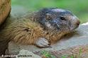 marmotte_7672