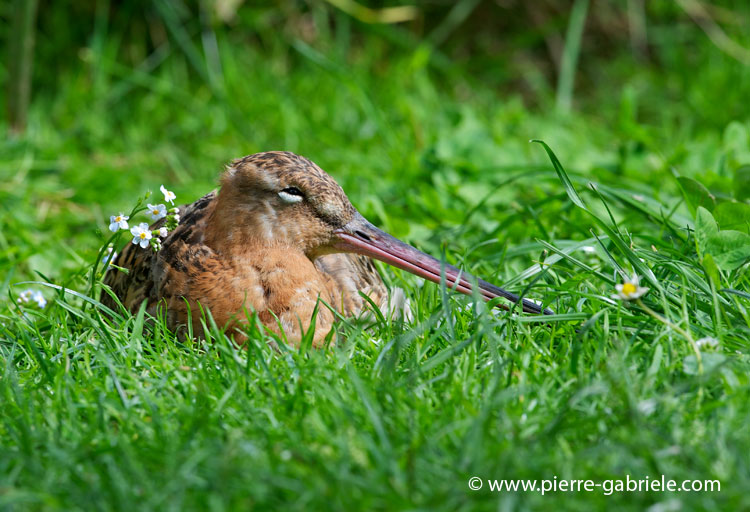 faune-2011_6795.jpg