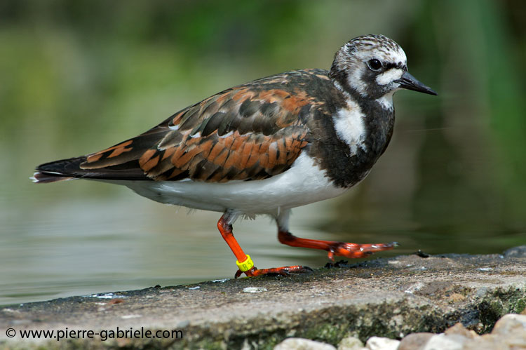faune-2011_6800.jpg