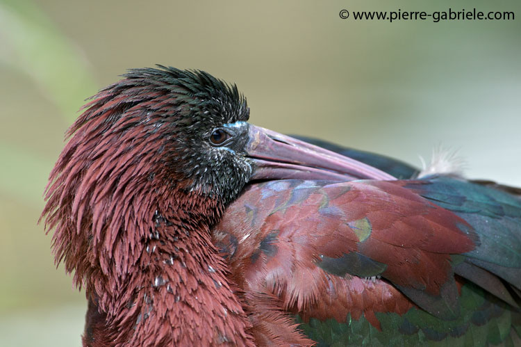 faune-2011_6803.jpg
