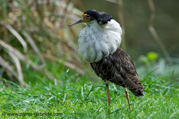 faune-2011_6805.jpg