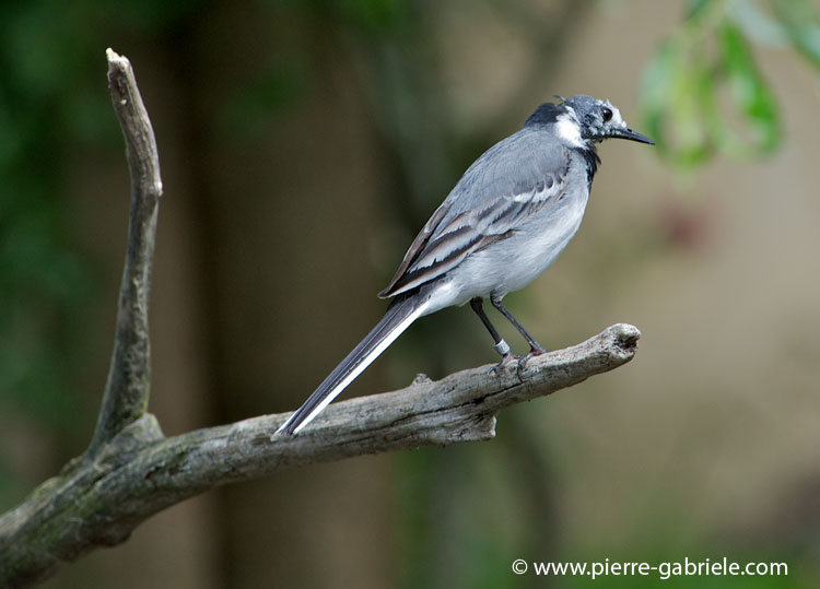 faune-2011_6810.jpg