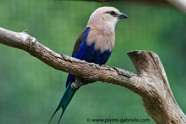 faune-2011_6811.jpg
