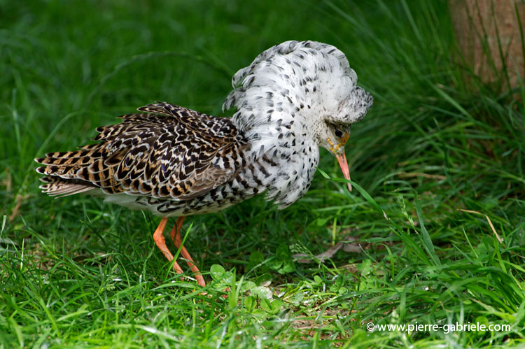 faune-2011_6816.jpg