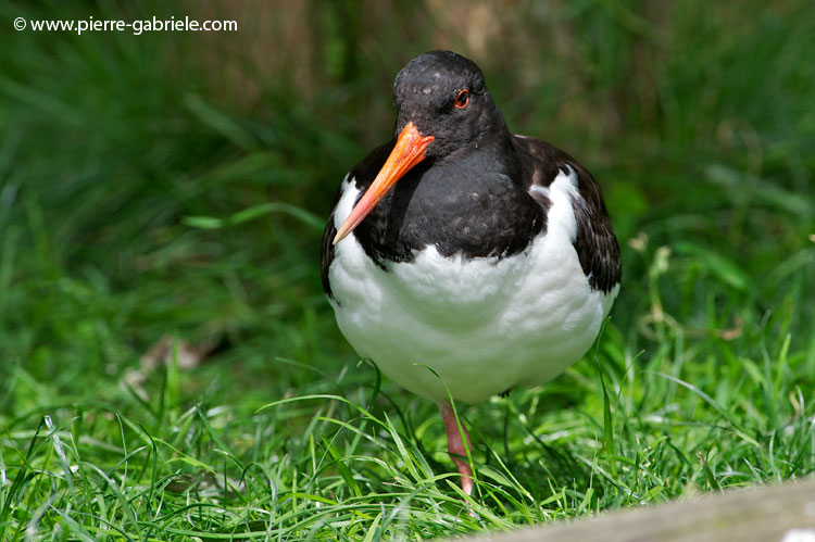 faune-2011_6818.jpg