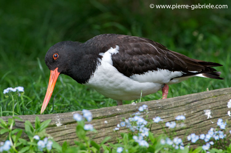 faune-2011_6821.jpg