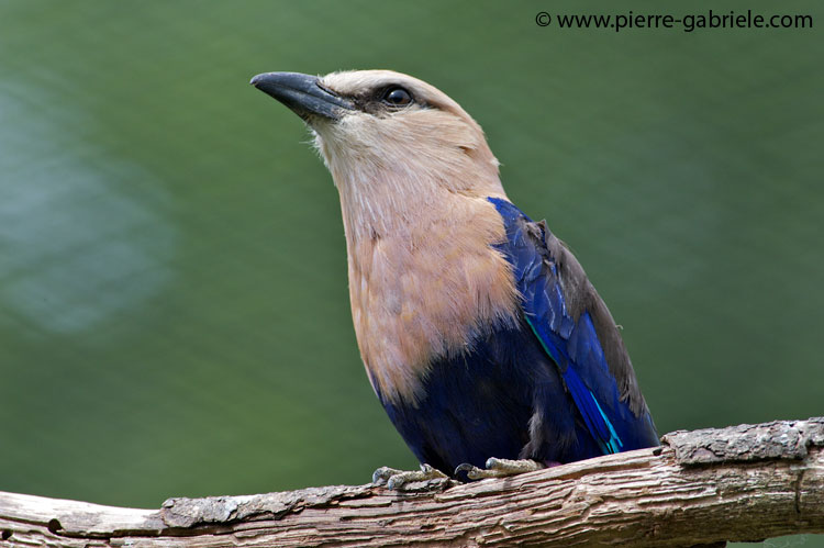 faune-2011_6824.jpg