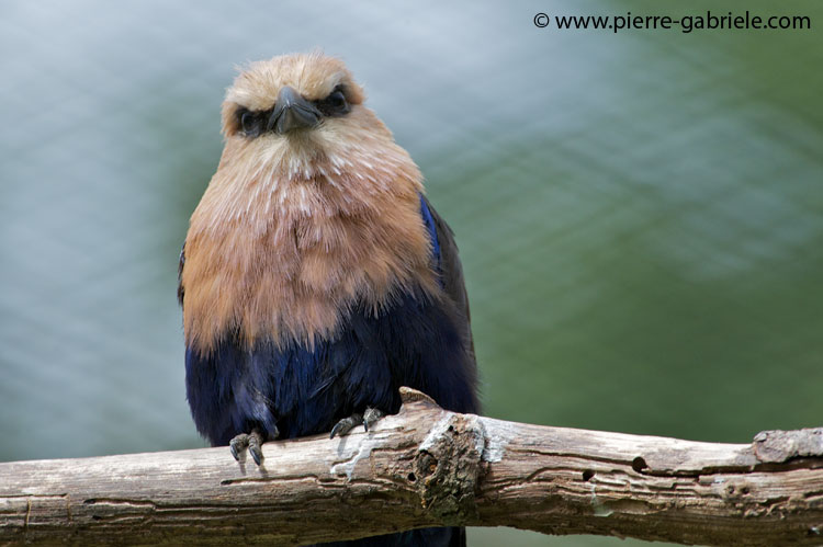 faune-2011_6825.jpg