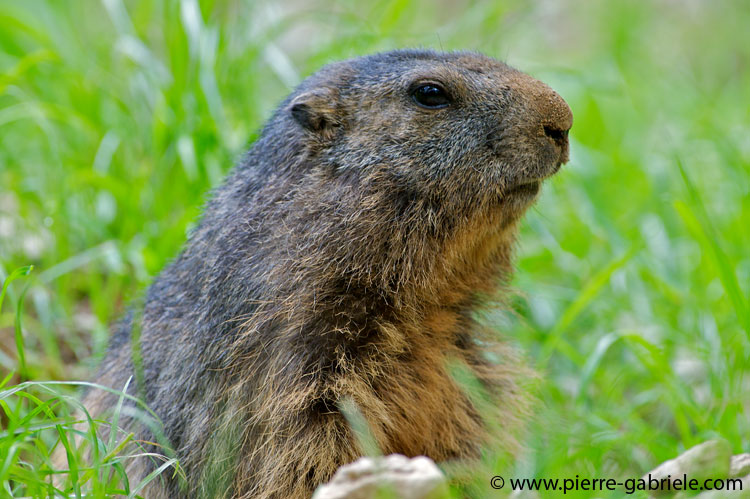 faune-2011_6829.jpg