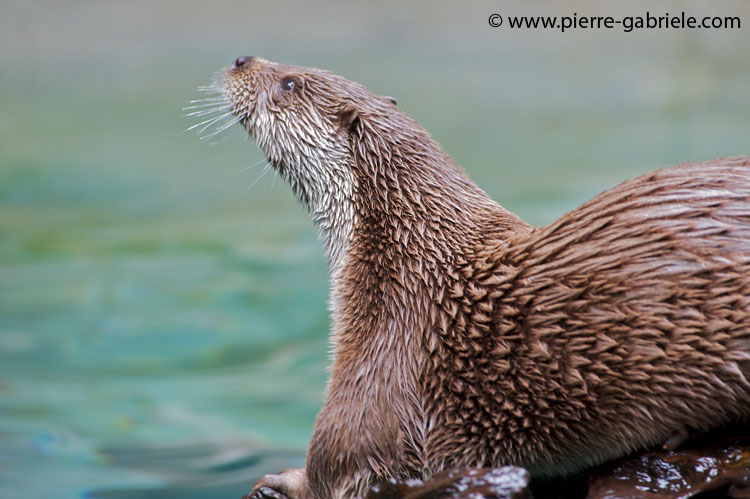 faune-2011_6831.jpg