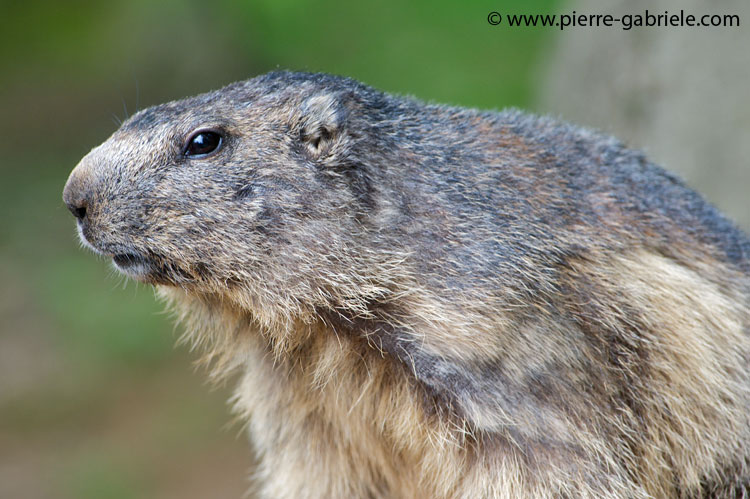 faune-2011_6841.jpg