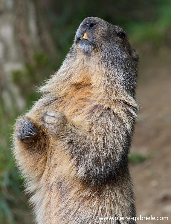 faune-2011_6845.jpg