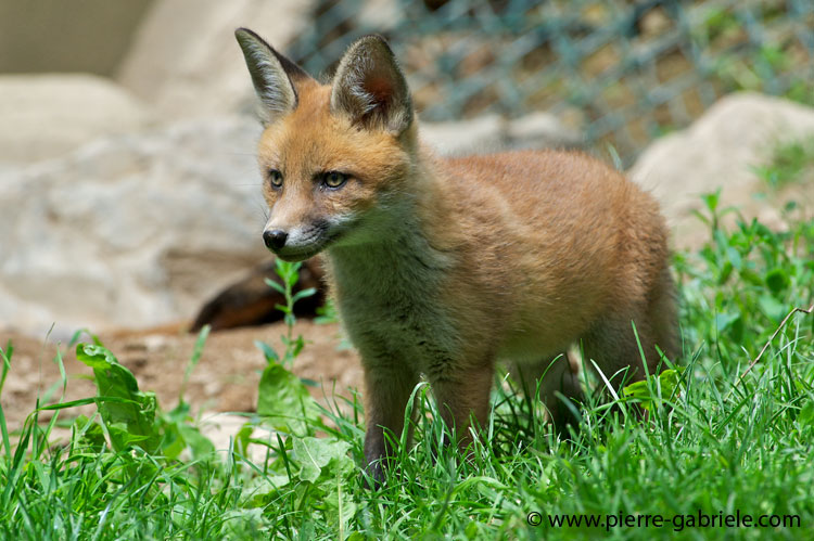 faune-2011_6851.jpg