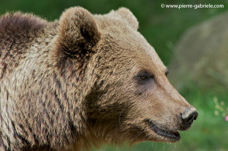 faune-2011_6864.jpg