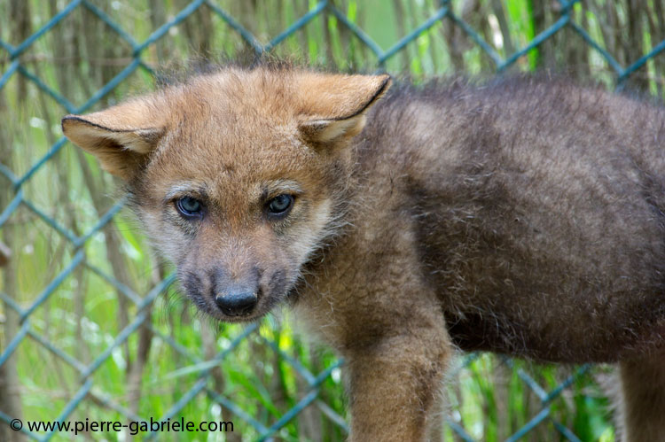 faune-2011_6873.jpg