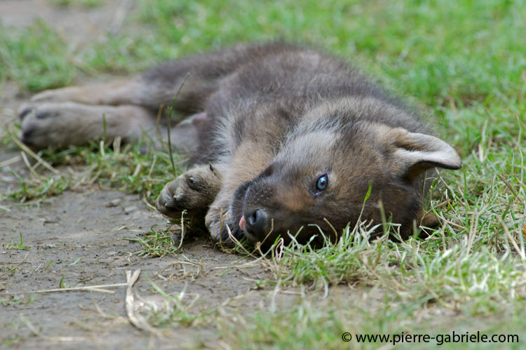 faune-2011_6876.jpg