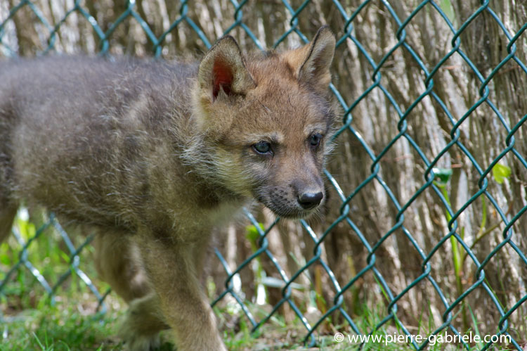 faune-2011_6878.jpg
