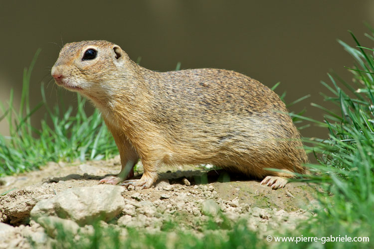 faune-2011_6882.jpg