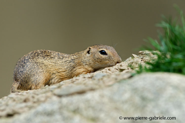 faune-2011_6888.jpg