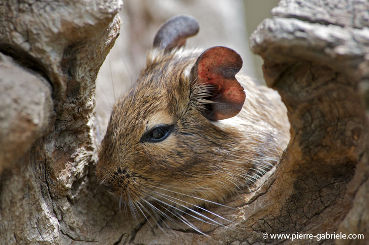 faune-2011_6901.jpg
