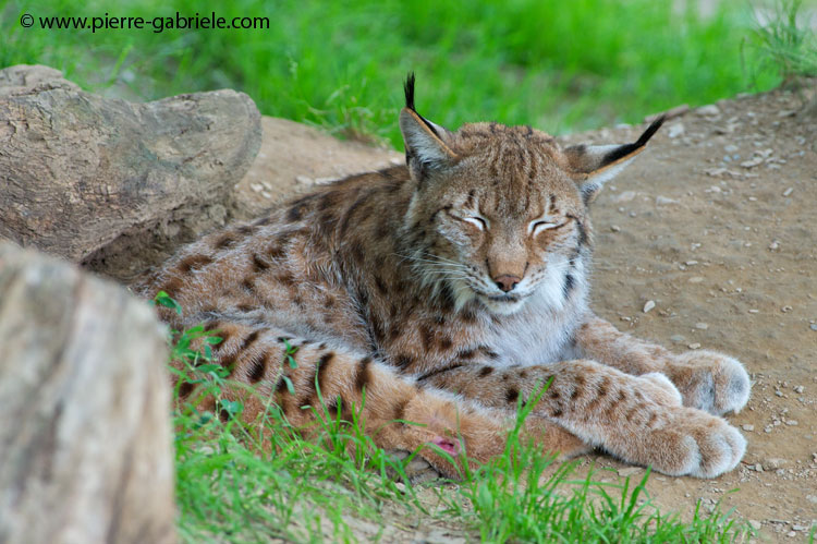 faune-2011_6910.jpg