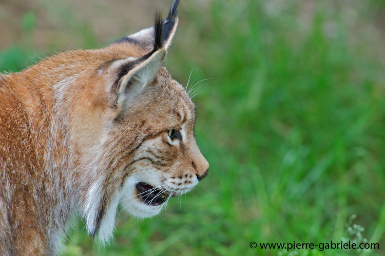 faune-2011_6916.jpg