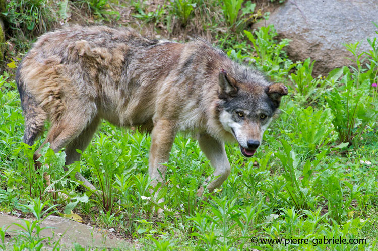 faune-2011_6925.jpg