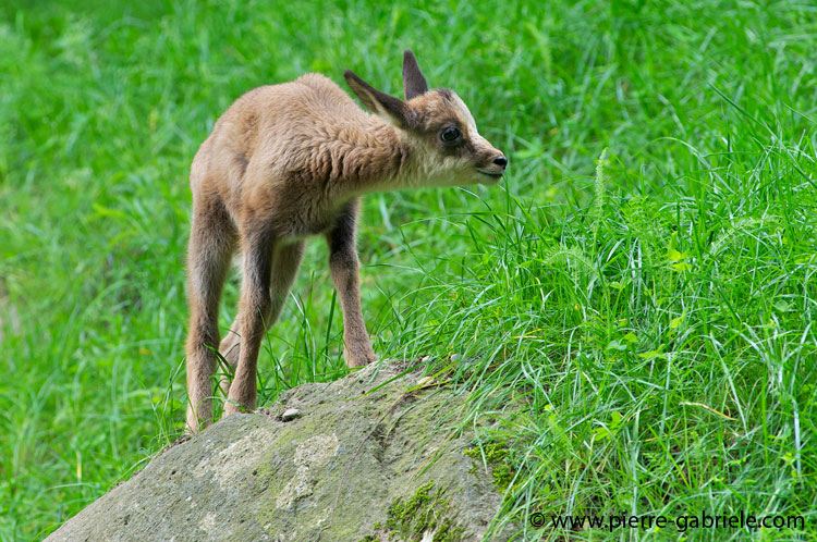 faune-2011_6933.jpg
