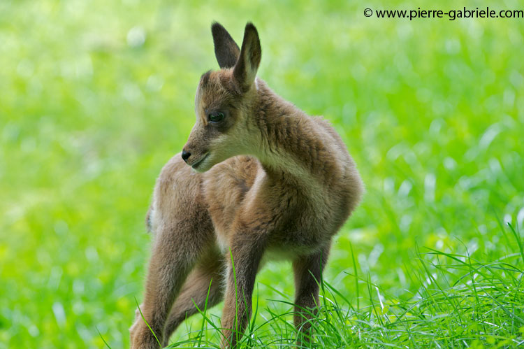 faune-2011_6935.jpg