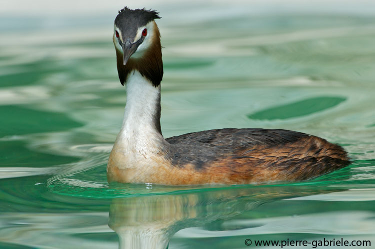 faune-2011_6938.jpg
