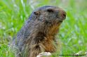 faune-2011_6829