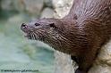 faune-2011_6830