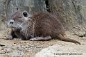 faune-2011_6836