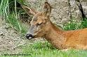 faune-2011_6839