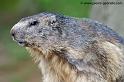 faune-2011_6841