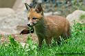 faune-2011_6851