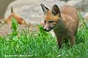 faune-2011_6852