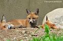faune-2011_6854