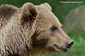 faune-2011_6864