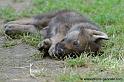 faune-2011_6876