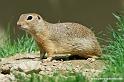 faune-2011_6882