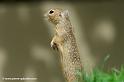 faune-2011_6890