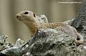faune-2011_6894